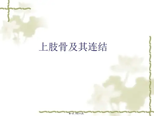 上肢骨及其连结、下肢骨及其连结