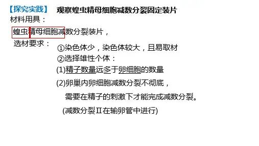 受精作用课件-高一生物人教版必修2