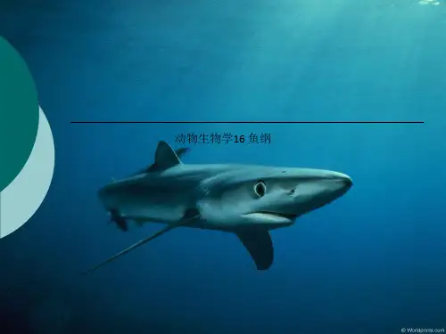 动物生物学16 鱼纲