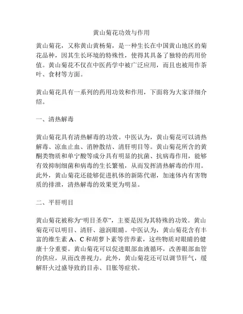 黄山菊花功效与作用