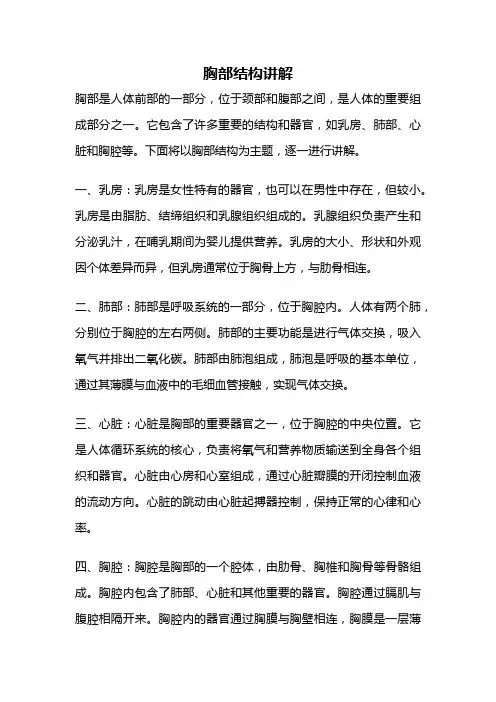 胸部结构讲解