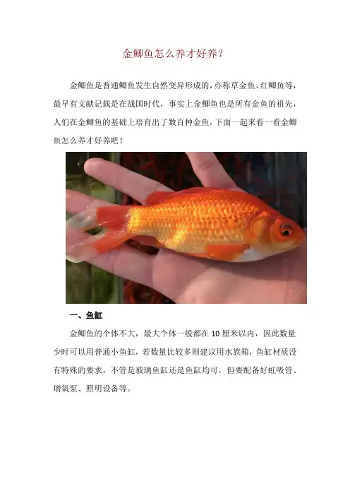 金鲫鱼怎么养才好养？
