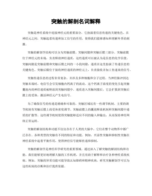 突触的解剖名词解释