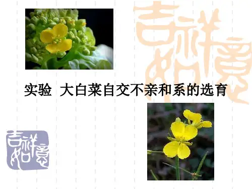 大白菜自交不亲和系的选育