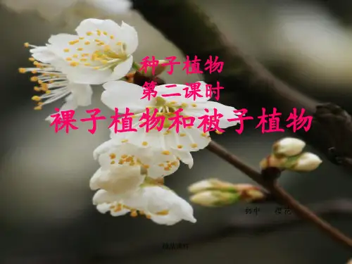 裸子植物和被子植物