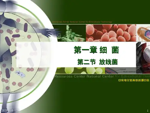 8年级生物：《放线菌》PPT课件