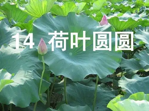 人教一下语文 《荷叶圆圆》 课件