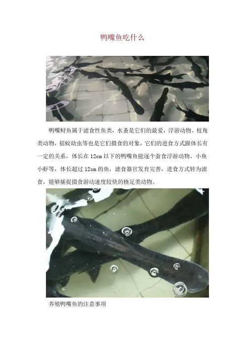 鸭嘴鱼吃什么