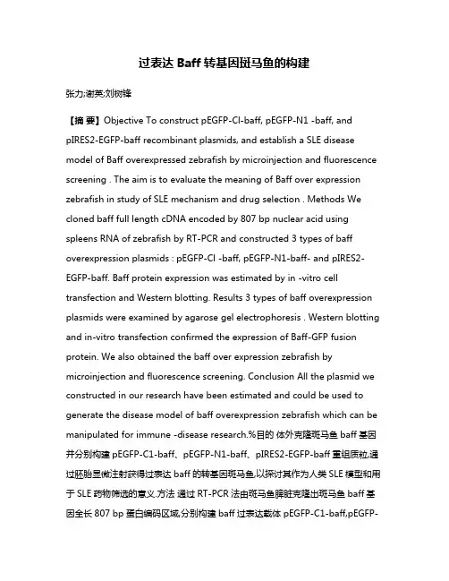 过表达Baff转基因斑马鱼的构建