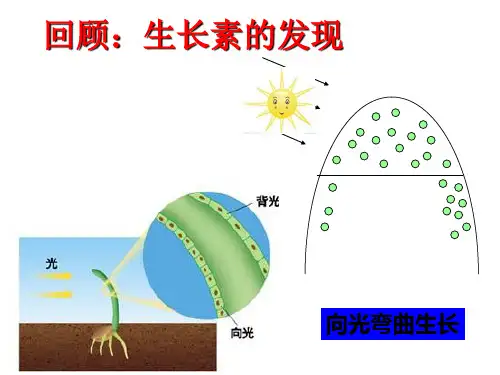 2022届高三生物一轮复习课件：生长素的生理作用