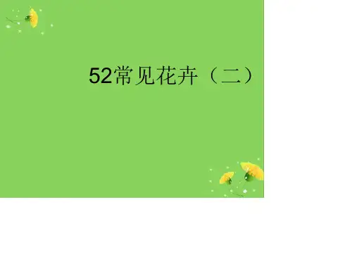 50种南方常见草本花卉