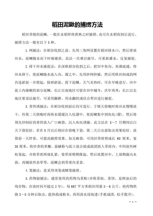 稻田泥鳅的捕捞方法