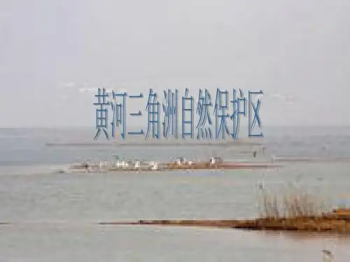 黄河三角洲