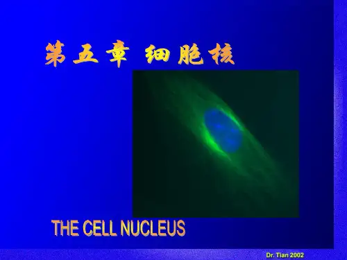 细胞生物学第五章  细胞核