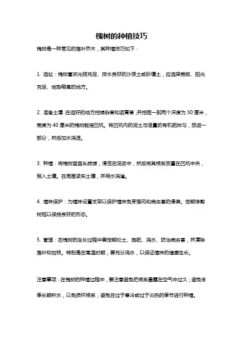 槐树的种植技巧