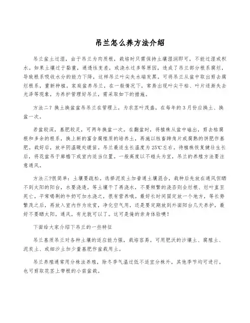 吊兰怎么养方法介绍