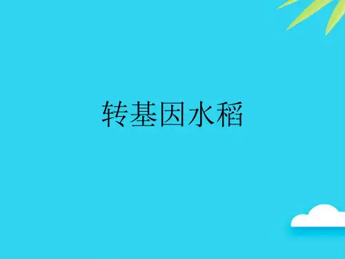 转基因水稻