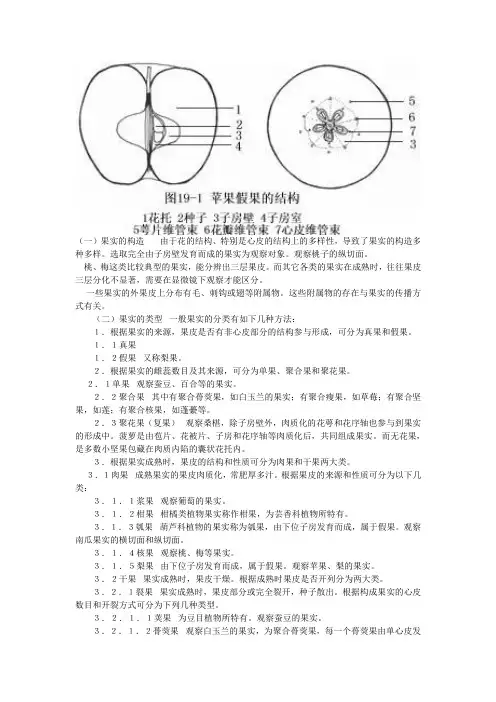 果实类型