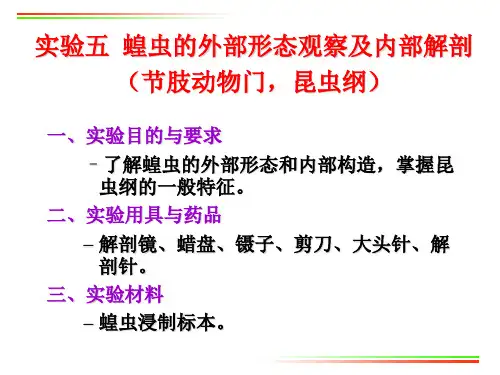 实验5 蝗虫的外部形态及内部解剖(节肢动物门)