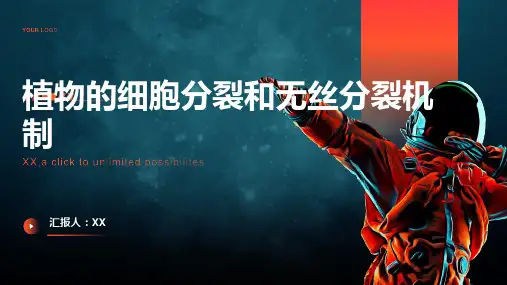 植物的细胞分裂和无丝分裂机制