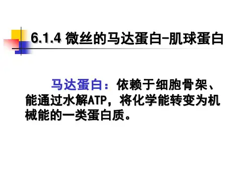 第6章 细胞骨架2