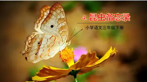 部编版三年级语文下册4.《昆虫备忘录》课件(共26张PPT)