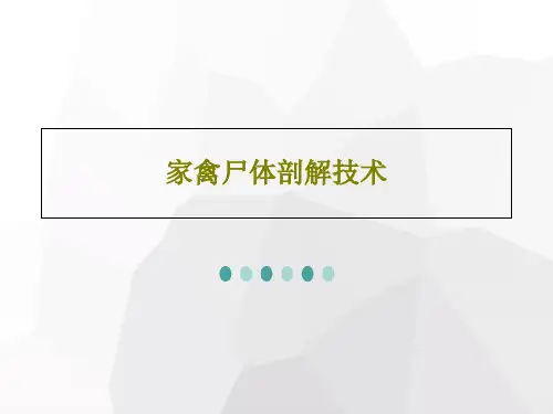 家禽尸体剖解技术32页PPT