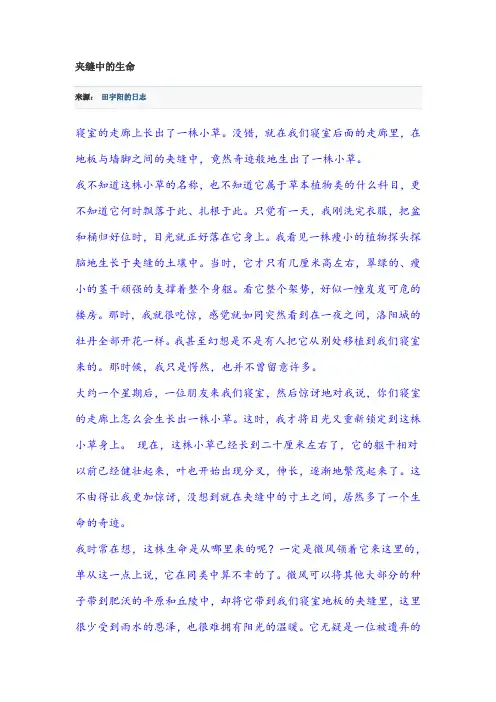 夹缝中的生命