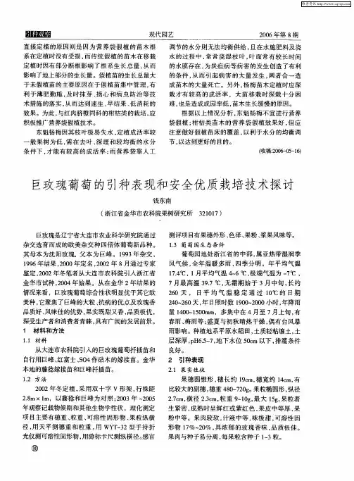 巨玫瑰葡萄的引种表现和安全优质栽培技术探讨