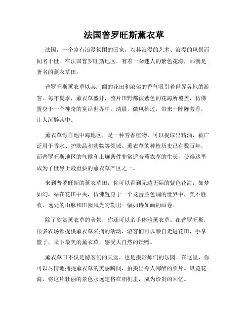 法国普罗旺斯薰衣草