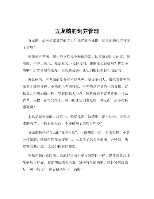 五龙鹅的饲养管理