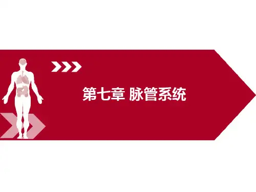《运动解剖学》(第三版) 7第七章 脉管系统