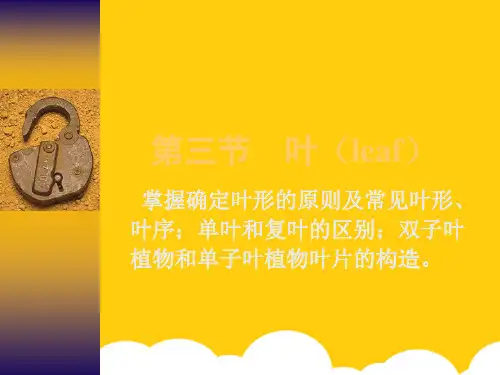 掌握确定叶形的原则及常见叶形ppt实用资料