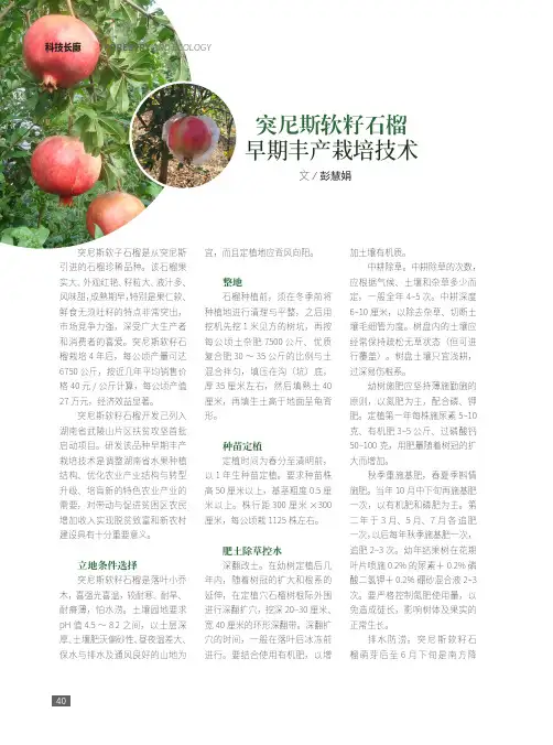 突尼斯软籽石榴早期丰产栽培技术