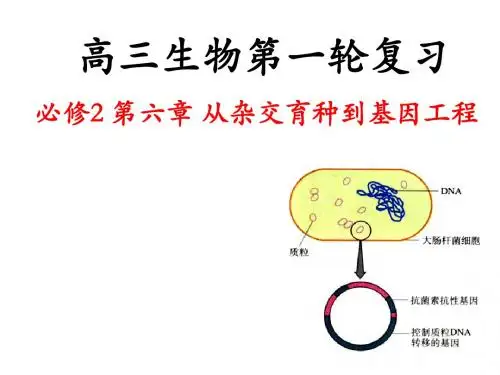 课件 11.基因工程及其应用 (共17张PPT)