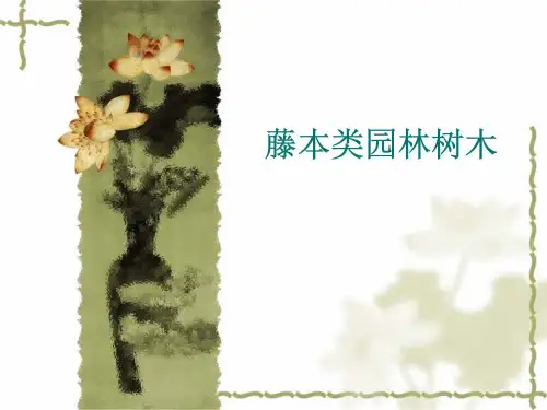 藤本类园林树木