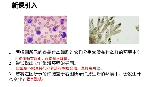 细胞生活的环境课件-高二生物人教版选择性必修1