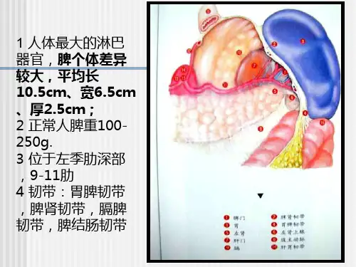 最新脾脏及脾脏疾病影像学表现2-PPT文档