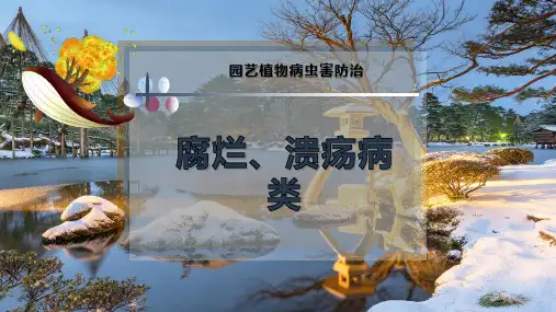 腐烂、溃疡病类