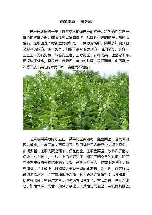 药象本草---黑芝麻