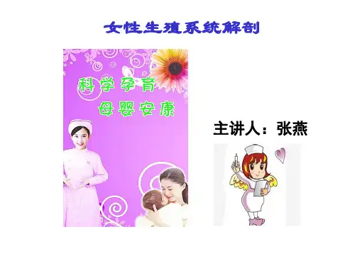 女性生殖系统解剖与生理(课件) (2)