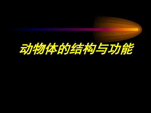 动物体的结构与功能 组织