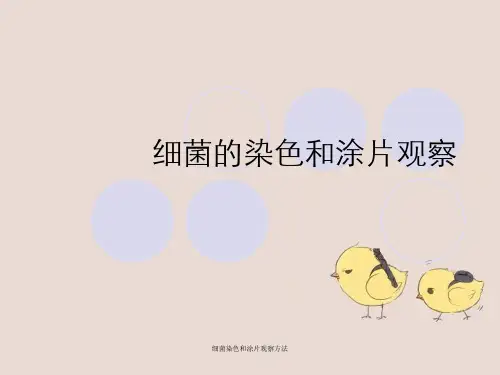 细菌染色和涂片观察方法