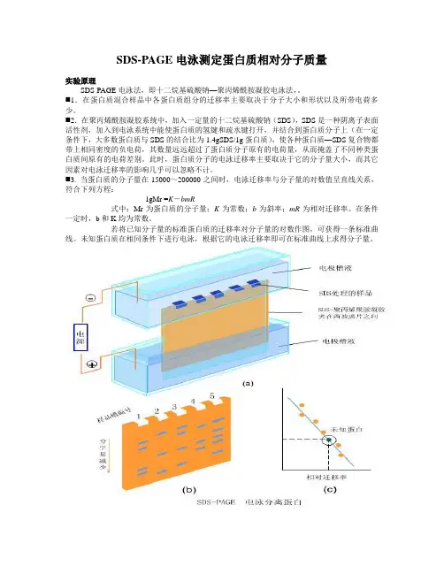 SDS-PAGE电泳实验流程
