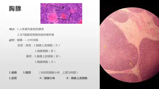 组胚实验PPT