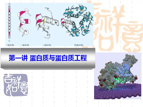酶与蛋白质工程第1章蛋白质与蛋白质工程讲述