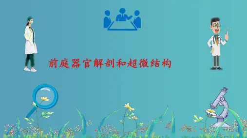 前庭器官解剖和超微结构
