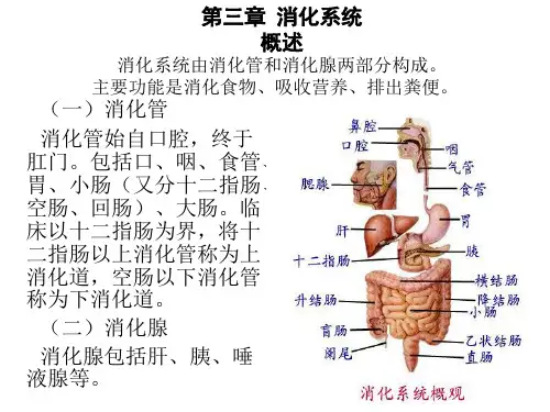 人体解剖学基础--消化系统课件