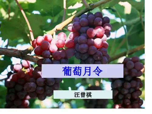 汪曾祺《葡萄月令》ppt