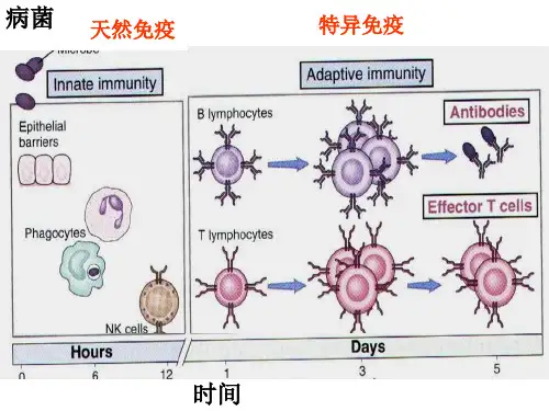 医学免疫学：适应性免疫应答